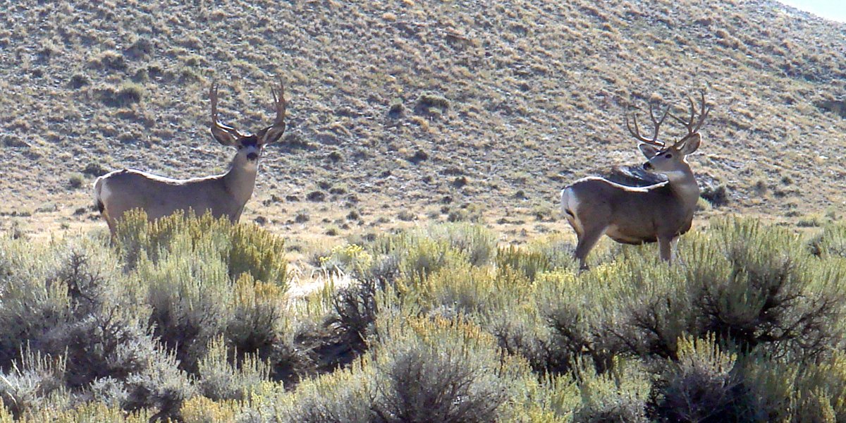 Property photo 9 - 92,312+/- Acres Offered in 14 Tracts